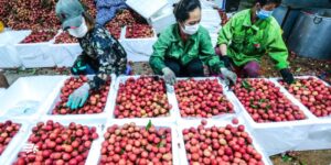 huong da van chuyen hoa qua ha noi sai gon