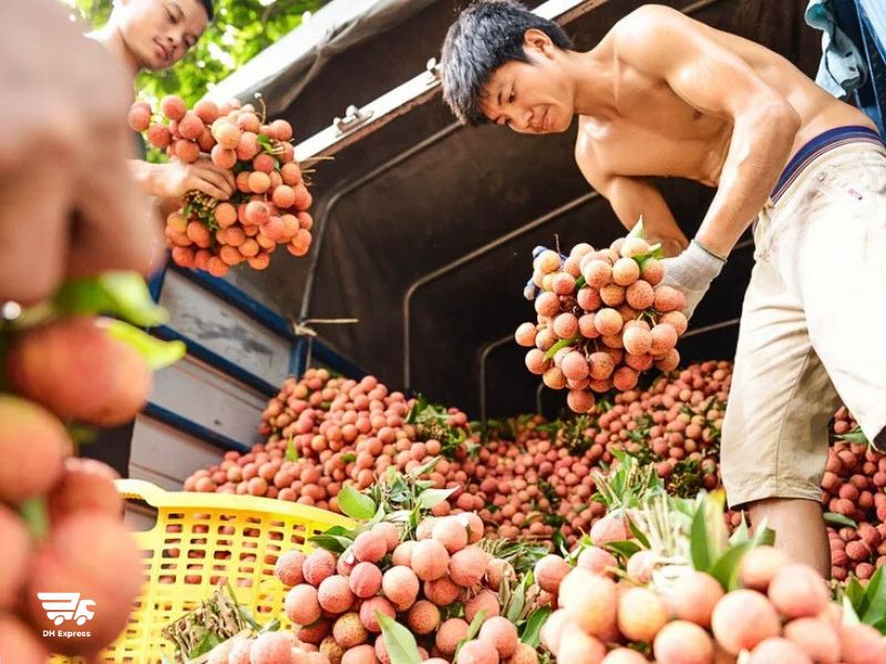 van chuyen hoa qua bac nam bang cach nao