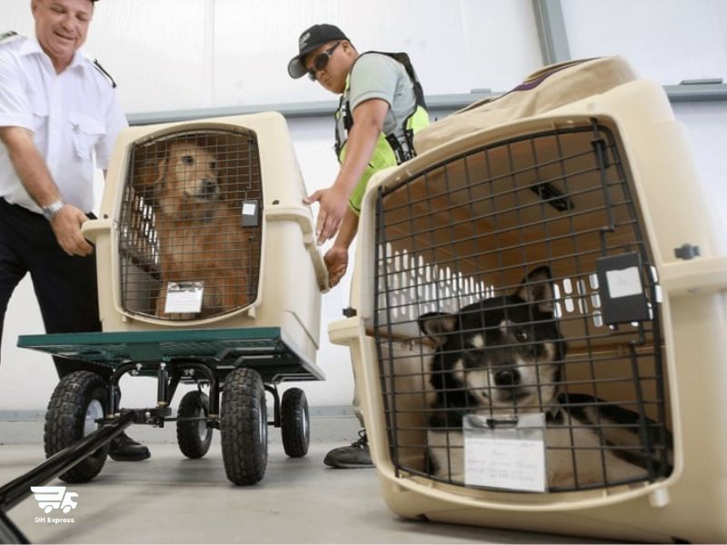 cac hinh thuc van chuyen thu cung ha noi sai gon