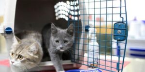 chi phi van chuyen thu cung ha noi sai gon