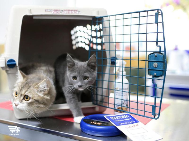 chi phi van chuyen thu cung ha noi sai gon