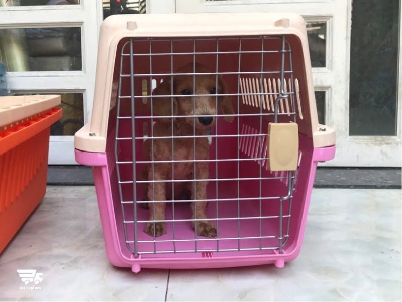 quy trinh van chuyen thu cung ha noi sai gon an toan