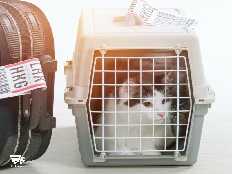 nen chon hinh thuc nao de van chuyen meo tu sai gon ra ha noi