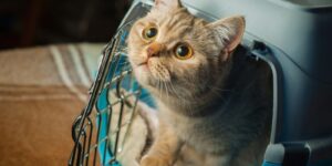 nhung rui ro thuong gap khi van chuyen meo sai gon ha noi