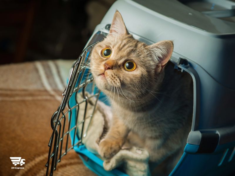 nhung rui ro thuong gap khi van chuyen meo sai gon ha noi